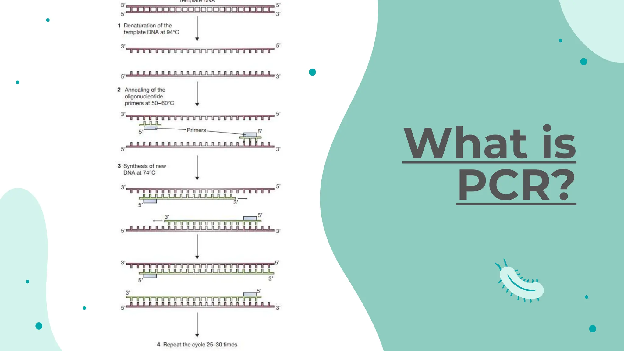 What is
PCR?
 