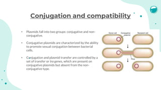 Compatible Plasmids Introduction to Gene Cloning and DNA Analysis | PDF