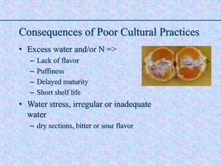 Consequences of Poor Cultural Practices
• Excess water and/or N =>
– Lack of flavor
– Puffiness
– Delayed maturity
– Short shelf life
• Water stress, irregular or inadequate
water
– dry sections, bitter or sour flavor
 