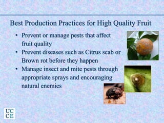 Best Production Practices for High Quality Fruit
• Prevent or manage pests that affect
fruit quality
• Prevent diseases such as Citrus scab or
Brown rot before they happen
• Manage insect and mite pests through
appropriate sprays and encouraging
natural enemies
 