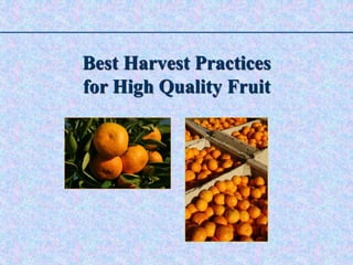 Best Harvest Practices
for High Quality Fruit
 