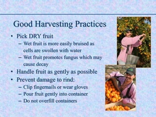 Good Harvesting Practices
• Pick DRY fruit
– Wet fruit is more easily bruised as
cells are swollen with water
– Wet fruit promotes fungus which may
cause decay
• Handle fruit as gently as possible
• Prevent damage to rind:
– Clip fingernails or wear gloves
– Pour fruit gently into container
– Do not overfill containers
 