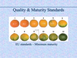 Quality & Maturity Standards
EU standards – Minimum maturity
 