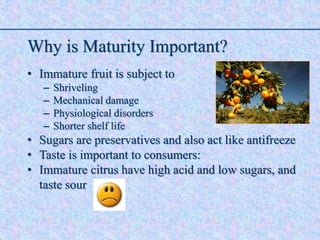 Why is Maturity Important?
• Immature fruit is subject to
– Shriveling
– Mechanical damage
– Physiological disorders
– Shorter shelf life
• Sugars are preservatives and also act like antifreeze
• Taste is important to consumers:
• Immature citrus have high acid and low sugars, and
taste sour
 