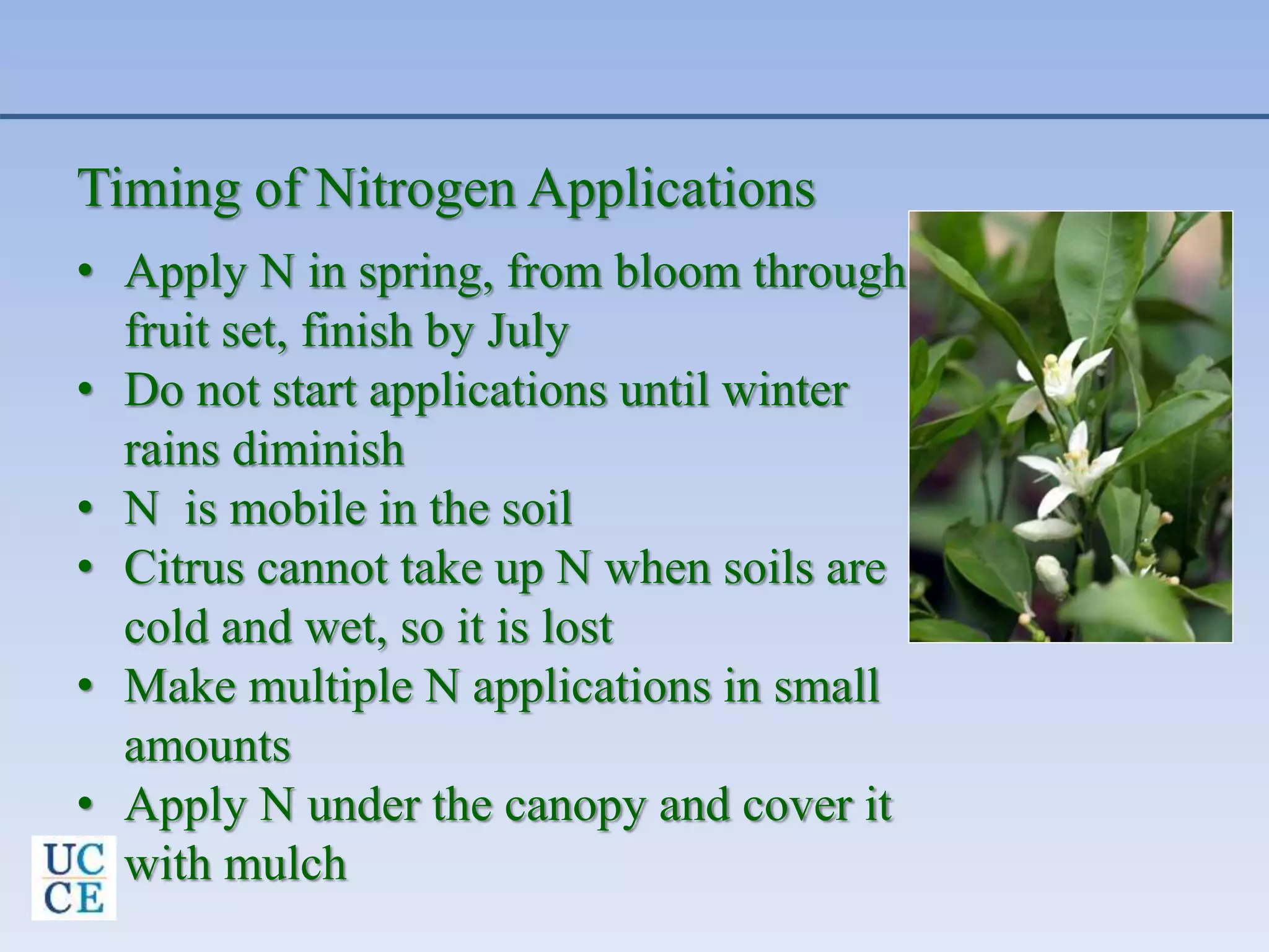 Timing of Nitrogen Applications
• Apply N in spring, from bloom through
fruit set, finish by July
• Do not start applications until winter
rains diminish
• N is mobile in the soil
• Citrus cannot take up N when soils are
cold and wet, so it is lost
• Make multiple N applications in small
amounts
• Apply N under the canopy and cover it
with mulch
 