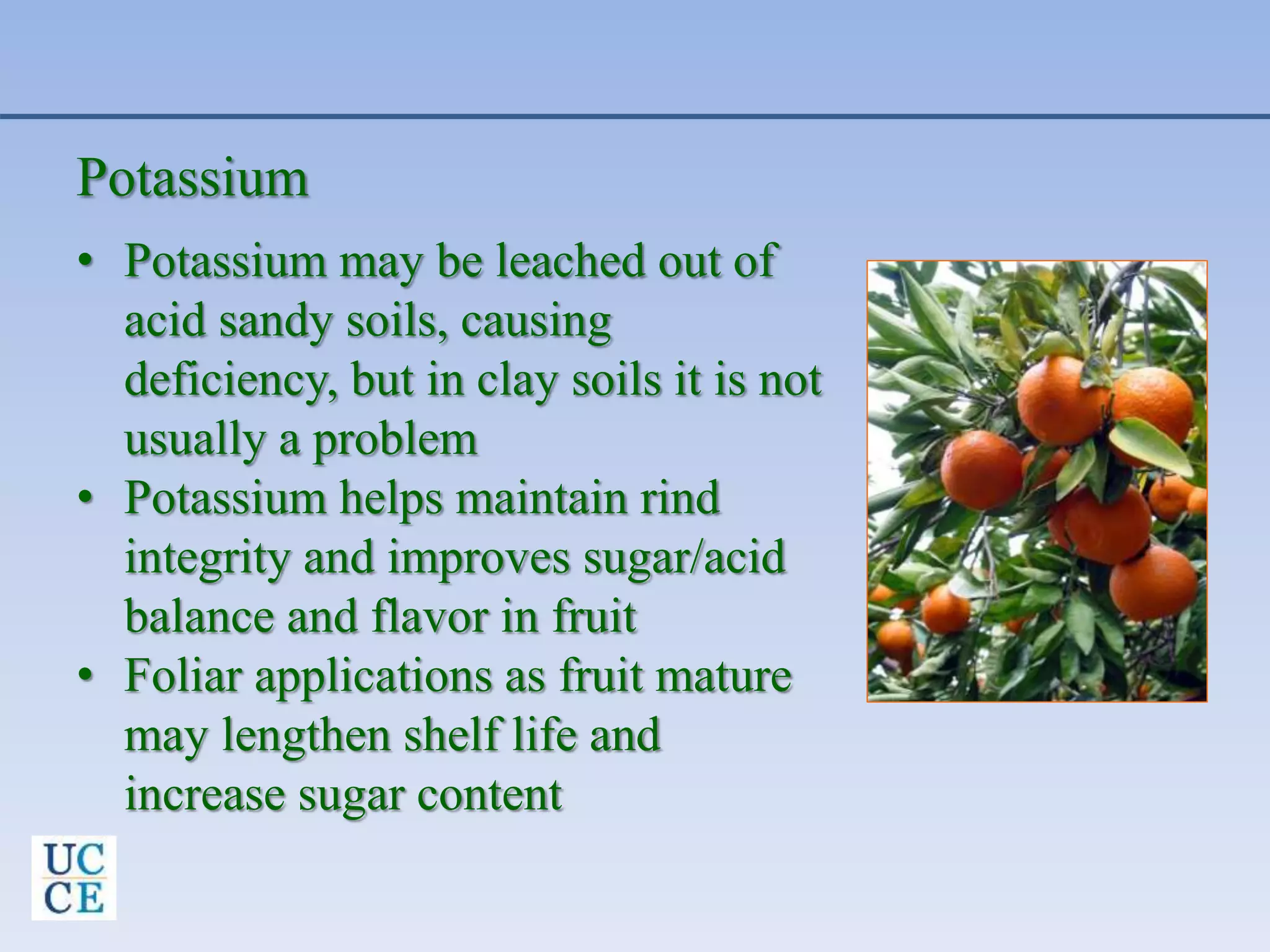 Potassium
• Potassium may be leached out of
acid sandy soils, causing
deficiency, but in clay soils it is not
usually a problem
• Potassium helps maintain rind
integrity and improves sugar/acid
balance and flavor in fruit
• Foliar applications as fruit mature
may lengthen shelf life and
increase sugar content
 