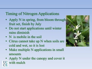 Timing of Nitrogen Applications
• Apply N in spring, from bloom through
fruit set, finish by July
• Do not start applications until winter
rains diminish
• N is mobile in the soil
• Citrus cannot take up N when soils are
cold and wet, so it is lost
• Make multiple N applications in small
amounts
• Apply N under the canopy and cover it
with mulch
 