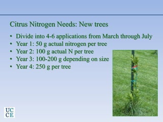 Citrus Nitrogen Needs: New trees
• Divide into 4-6 applications from March through July
• Year 1: 50 g actual nitrogen per tree
• Year 2: 100 g actual N per tree
• Year 3: 100-200 g depending on size
• Year 4: 250 g per tree
 