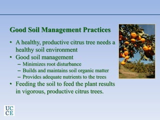 Good Soil Management Practices
• A healthy, productive citrus tree needs a
healthy soil environment
• Good soil management
– Minimizes root disturbance
– Builds and maintains soil organic matter
– Provides adequate nutrients to the trees
• Feeding the soil to feed the plant results
in vigorous, productive citrus trees.
 