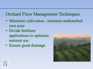 Orchard Floor Management Techniques
• Minimize cultivation - maintain undisturbed
root zone
• Divide fertilizer
applications to optimize
nutrient use
• Ensure good drainage
 