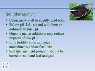 Soil Management
• Citrus grow well in slightly acid soils
• Below pH 5.5 - amend with lime or
dolomite to raise pH
• Organic matter additions may reduce
impacts of low pH
• Low fertility soils will need
amendments and/or fertilizer
• Soil management program should be
based on soil and leaf analysis
 