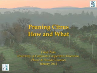 Pruning Citrus
How and What
Cindy Fake
University of California Cooperative Extension,
Placer & Nevada Counties
January 2012
 
