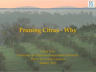 Pruning Citrus - Why
Cindy Fake
University of California Cooperative Extension,
Placer & Nevada Counties
January 2012
 