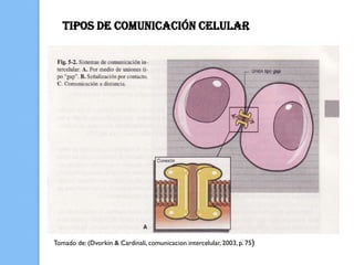 TIPOS DE COMUNICACIÓN CELULAR




Tomado de: (Dvorkin & Cardinali, comunicacion intercelular, 2003, p. 75)
 
