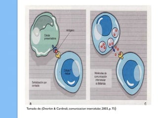 Tomado de: (Dvorkin & Cardinali, comunicacion intercelular, 2003, p. 75)
 
