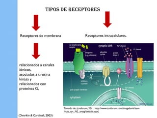 Tipos de receptores



 Receptores de membrana                         Receptores intracelulares.




relacionados a canales
iónicos,
asociados a tirosina
kinasa y
relacionados con
proteínas G,



                              Tomado de: (cnsforum, 2011, http://www.cnsforum.com/imagebank/item
                              /rcpt_sys_N2_antag/default.aspx)
(Dvorkin & Cardinali, 2003)
 