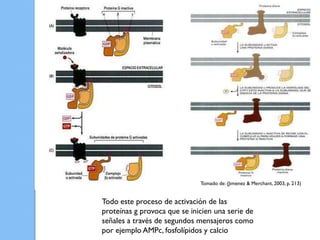 Tomado de: (Jimenez & Merchant, 2003, p. 213)


Todo este proceso de activación de las
proteínas g provoca que se inicien una serie de
señales a través de segundos mensajeros como
por ejemplo AMPc, fosfolípidos y calcio
 