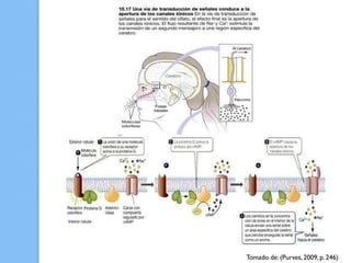 Tomado de: (Purves, 2009, p. 246)
 
