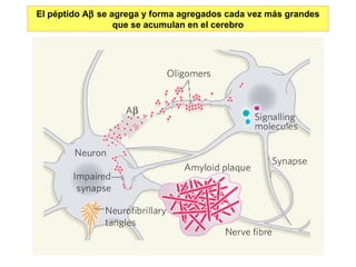 El péptido A   se agrega y forma agregados cada vez más grandes que se acumulan en el cerebro 