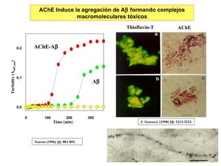 AChE Induce la agregación de A   formando complejos macromoleculares tóxicos Thioflavine-T AChE staining Neuron  (1996)   16 : 881-891. J. Neurosci.  (1998)  18 : 3213-3223. Time (min ) 0 100 200 300 0.0 0.1 0.2 Turbidity (A 405 nm ) A  AChE-A  Thioflavin-T AChE 