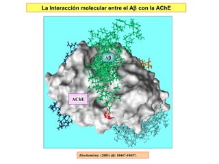 La Interacción molecular entre el A   con la AChE A  AChE Biochemistry  (2001)   40 : 10447-10457.  