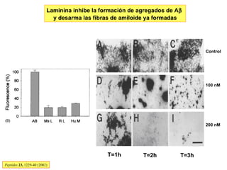 Peptides  23,  1229-40 (2002) Control 100 nM 200 nM T=1h T=3h T=2h Laminina inhibe la formación de agregados de A    y desarma las fibras de amiloide ya formadas 