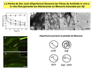 La Hierba de San Juan (Hiperforina) Desarma las Fibras de Amiloide  in vivo  e in vitro  Recuperando las Alteraciones en Memoria Inducidas por A  Hiperforina previene la pérdida de Memoria G H I J H I J 