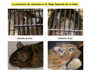 La presencia   de cataratas en  O. Degu  depende de su edad Animales   jóvenes Animales viejos 
