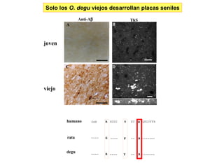 G H Solo los  O. degu  viejos desarrollan placas seniles Anti-A  ThS A B D E C joven viejo DAE R HDSG Y  EV H QKLVFFA humano rata degu ---- G ---- F -- R ------- ---- R ---- Y -- R ------- G R R R 