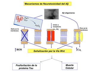 Mecanismos de Neurotoxicidad del A    Daño en la membrana   Poro en la  membrana Unión a  receptores (  7 , M 1 )   Señalización por la Vía Wnt  Muerte Celular Fosforilación de la proteína Tau  A   oligomeros Ca i ROS 