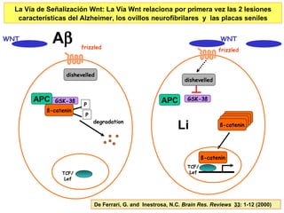 ß-catenin ß-catenin ß-catenin WNT frizzled dishevelled GSK-3ß ß-catenin TCF/ Lef ß-catenin La Vía de Señalización Wnt:  La Vía Wnt relaciona por primera vez las 2 lesiones características del Alzheimer, los ovillos neurofibrilares  y  las placas seniles WNT APC A  De Ferrari, G. and  Inestrosa, N.C.  Brain Res. Reviews  33 : 1-12 (2000)  Li degradation P P ß-catenin frizzled dishevelled GSK-3ß TCF/ Lef APC 