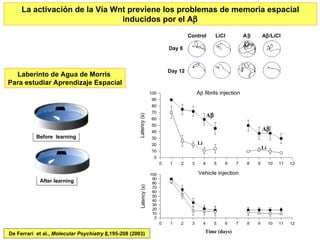 Laberinto de Agua de Morris  Para estudiar Aprendizaje Espacial Before  learning After learning La activación de la Vía Wnt previene los problemas de memoria espacial inducidos por el A  De Ferrari  et al.,  Molecular Psychiatry  8 ,195-208 (2003) Time (days) Li A  Li A  Control LiCl A  A  /LiCl Day 8 Day 12 