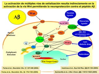 Farias et al.,  Neurobiol. Dis .  17 : 337-348 (2004) Inestrosa et al.,  Exp Cell Res .  304 :91-104 (2005) Quintanilla et al  J. Biol. Chem .  280 : 11615-11625 (2005)  Farías et al.,  Neurobiol. Dis .  18 : 176-1183 (2005) La activación de múltiples vías de señalización resulta indirectamente en la activación de la vía Wnt permitiendo la neuroprotección contra el péptido A  