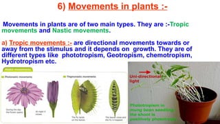 Movement Plant Example PPT-Control and co ordination CLASS X.pptx