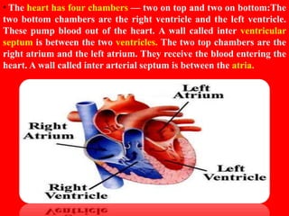 HUMAN CIRCULATORY SYSTEM CHAPTER 8 - CBSE BIOLOGY CLASS-VII