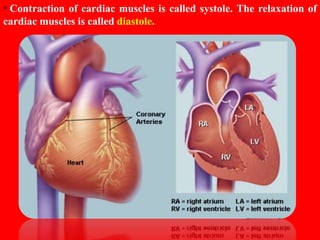 HUMAN CIRCULATORY SYSTEM CHAPTER 8 - CBSE BIOLOGY CLASS-VII