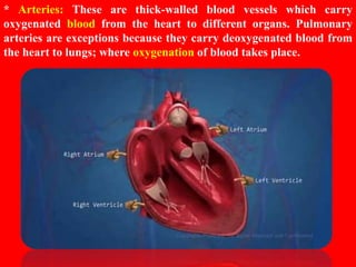 HUMAN CIRCULATORY SYSTEM CHAPTER 8 - CBSE BIOLOGY CLASS-VII