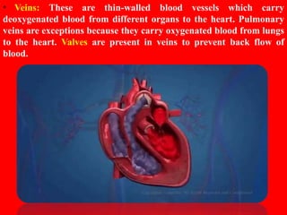 HUMAN CIRCULATORY SYSTEM CHAPTER 8 - CBSE BIOLOGY CLASS-VII