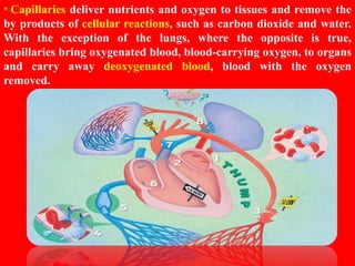 HUMAN CIRCULATORY SYSTEM CHAPTER 8 - CBSE BIOLOGY CLASS-VII