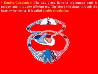 HUMAN CIRCULATORY SYSTEM CHAPTER 8 - CBSE BIOLOGY CLASS-VII