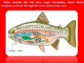 HUMAN CIRCULATORY SYSTEM CHAPTER 8 - CBSE BIOLOGY CLASS-VII