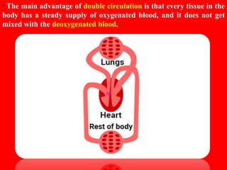 HUMAN CIRCULATORY SYSTEM CHAPTER 8 - CBSE BIOLOGY CLASS-VII