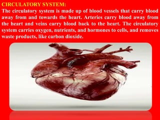 HUMAN CIRCULATORY SYSTEM CHAPTER 8 - CBSE BIOLOGY CLASS-VII