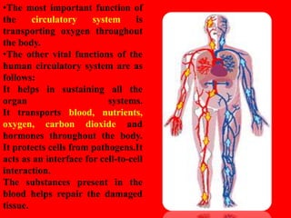 HUMAN CIRCULATORY SYSTEM CHAPTER 8 - CBSE BIOLOGY CLASS-VII