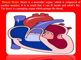 HUMAN CIRCULATORY SYSTEM CHAPTER 8 - CBSE BIOLOGY CLASS-VII