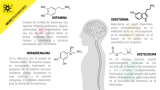 DOPAMINA
SEROTONINA
Cuando los niveles de dopamina son
óptimos estamos motivados, alegres,
satisfechos, nos relacionamos bien
con los demás, nuestra libido es
buena, sentimos amor, tomamos
riesgos a conciencia y estamos
entusiastas, pero no febriles.
Representa un papel importante
como neurotransmisor en la
inhibición de la ira, en la agresión,
en la temperatura corporal, en el
humor, en el sueño, en la
sexualidad y en el apetito.
NORADRENALINA
Se la relaciona con la puesta en
“máxima alerta” de nuestro cuerpo;
es sumamente importante su
presencia en el sistema nervioso
simpático porque incrementa la
tasa cardíaca y la presión
sanguínea. Es también importante
para la formación de memorias.
ACETILCOLINA
En el sistema nervioso central
particularmente implicada en los
circuitos de la memoria, la recompensa
y los circuitos extrapiramidales.
Participa en la programación del sueño
REM y desempeña un papel importante
en la formación de memorias en el
hipocampo.
 