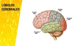 LÓBULOS
CEREBRALES
 