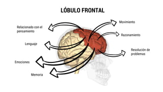 LÓBULO FRONTAL
Relacionado con el
pensamiento
Movimiento
Razonamiento
Resolución de
problemas
Memoria
Emociones
Lenguaje
 