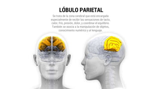 LÓBULO PARIETAL
Se trata de la zona cerebral que está encargada
especialmente de recibir las sensaciones de tacto,
calor, frío, presión, dolor, y coordinar el equilibrio.
También se asocia a la manipulación de objetos,
conocimiento numérico y al lenguaje.
 