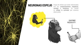 NEURONAS ESPEJO
GIACOMO
RIZZOLATTI
Grupo de células que están relacionadas
con los comportamientos empáticos,
sociales e imitativos. Su misión
es reflejar la actividad que estamos
observando.
 